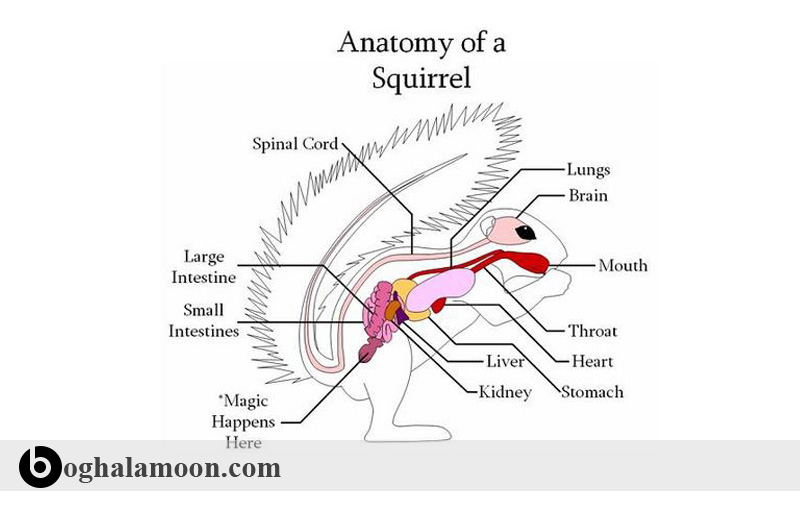 آناتومی بدن سنجاب(ساختار تشریحی،دندان ها)