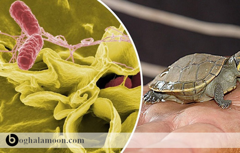 بررسی بیماری های عفونی لاکپشت ها(تشخیص،پیشگیری،درمان)