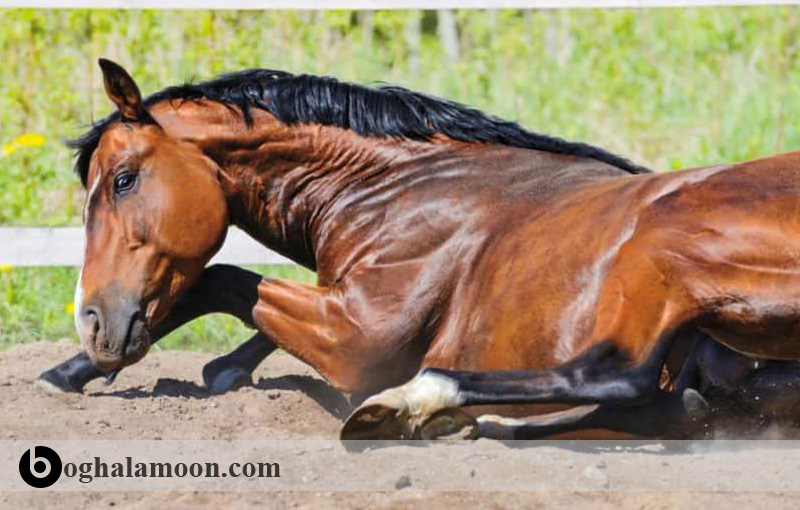 بیماری فلجی دوره­ای ناشی از هایپر کالمی در اسب