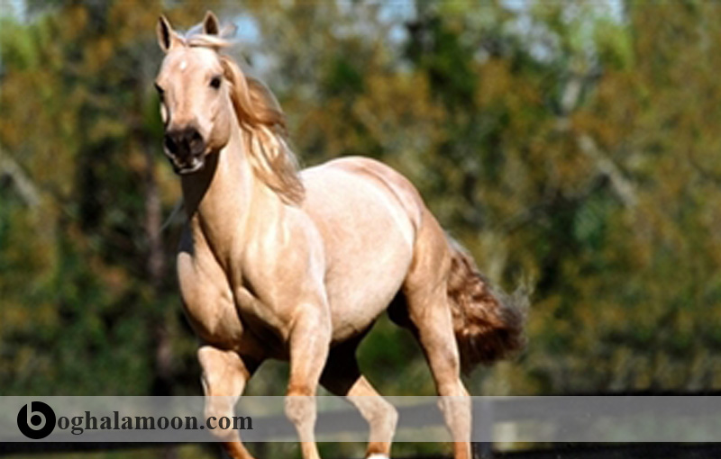 بررسی عارضه التهاب تاندون (تاندون کمانی) در اسب