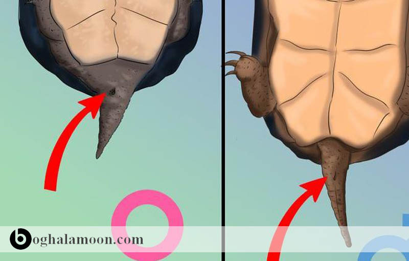تشخیص جنسیت لاکپشت