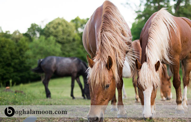 تشخیص رفتار عادی از رفتار غیرعادی در اسب ها