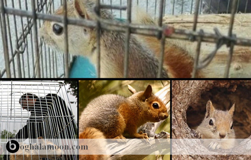 مشکلات ارتوپدیک در سنجاب(تشخیص،پیشگیری،درمان)