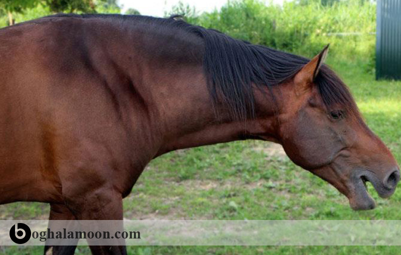 بررسی کامل واکنش­های حساسیتی (آلرژیک) در اسب