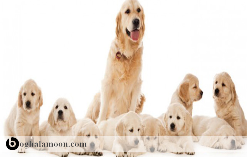 آبستنی کاذب در سگها(دلایل،پیشگیری،درمان)