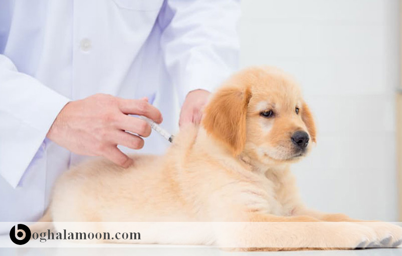 بررسی بهداشت و واکسیناسیون در توله سگ
