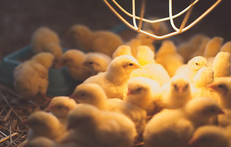 شدت نور کم و زیاد در پرورش مرغ گوشتی