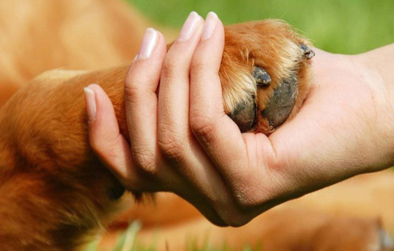 بیماری لپتوسپیروز در سگها