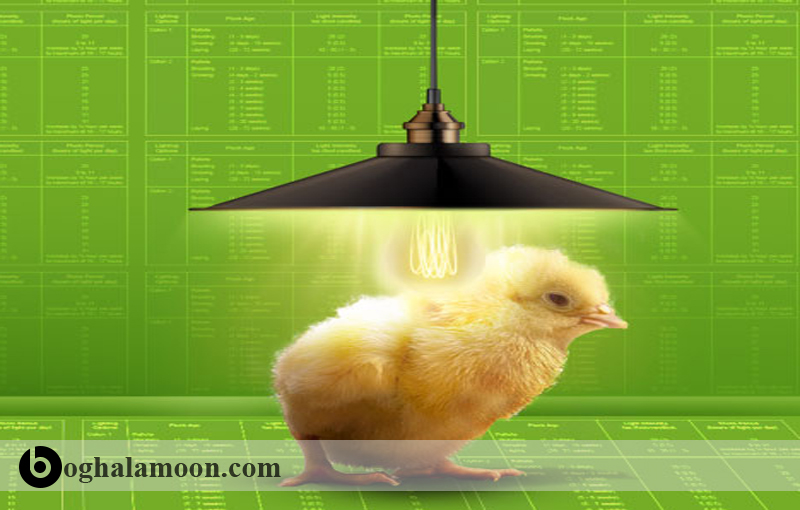 هر آنچه که در مورد مدت روشنایی در پرورش مرغ گوشتی باید بدانید