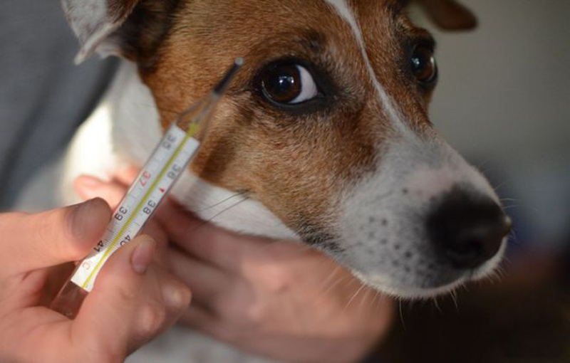 خصوصیات بیولوژیکی سگ گروه خونی سگ درجه حرارت بدن