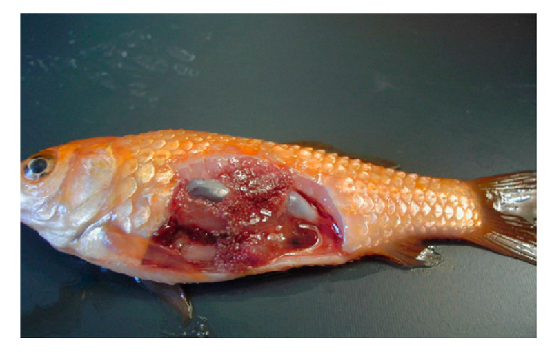 مایکوباکتریوم در ماهی