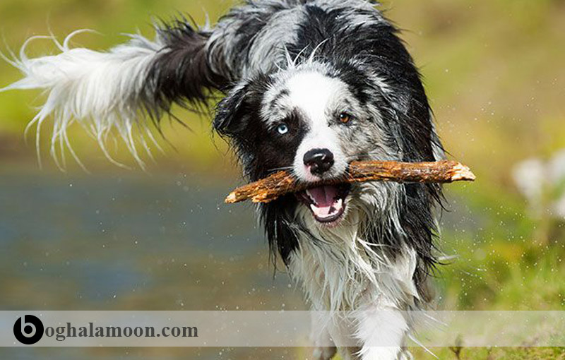 تربیت سگ:آموزش سگ برای آوردن و دادن اشیاء