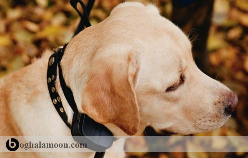 تربیت سگ:آموزش سگ برای استفاده از قلاده و تسمه