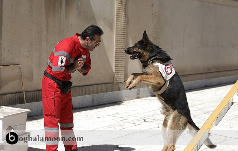 تربیت سگ:آموزش سگ برای امداد و نجات