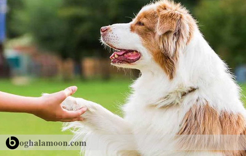 تربیت سگ:آموزش سگ برای دست دادن