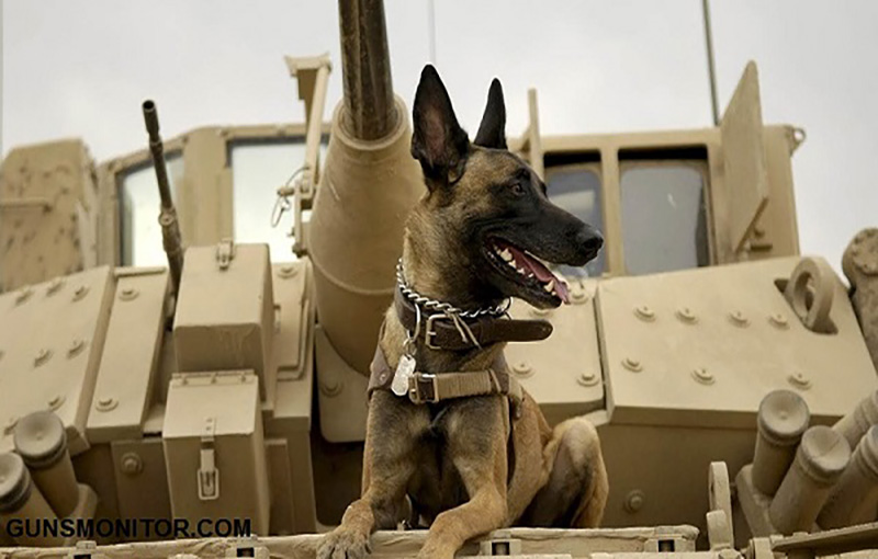 آموزش سگ برای شرکت در جنگ