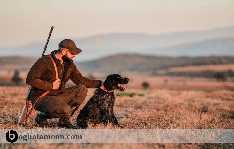 آموزش سگ برای شکار