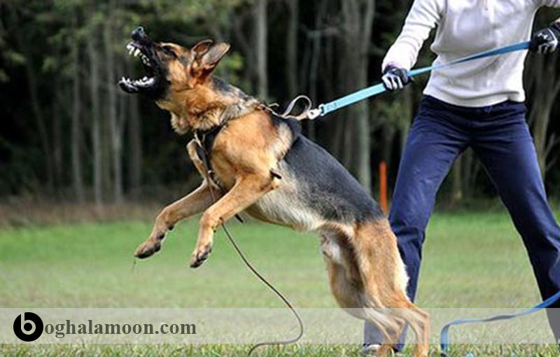 آموزش سگ برای نگهبانی