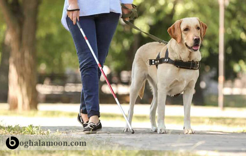 تربیت سگ:آموزش سگ برای کشیدن سورتمه،راهنمای نابینایان