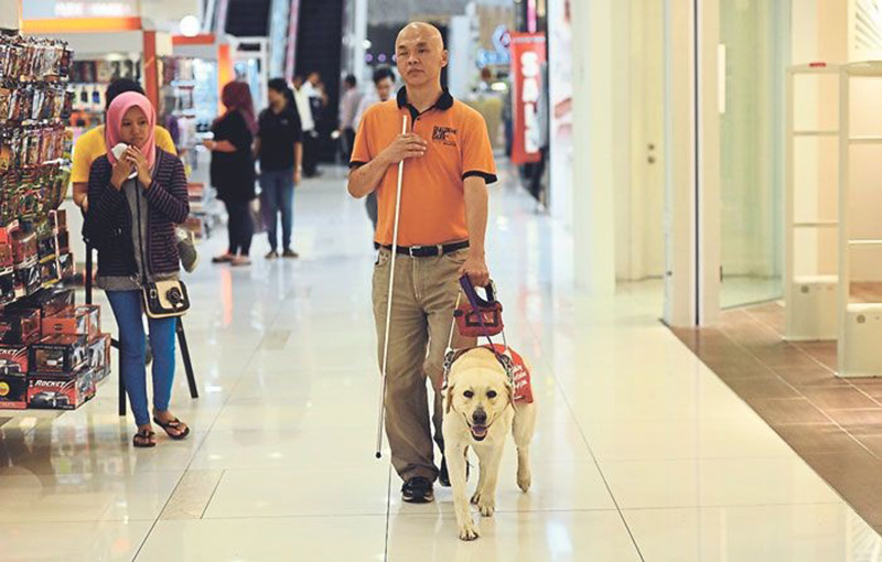 آموزش سگ برای کشیدن سورتمه،راهنمای نابینایان