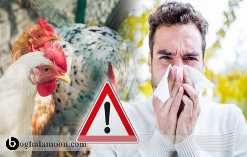 بیماری های ویروسی قابل انتقال از حیوان به انسان:آنفولانزا پرندگان