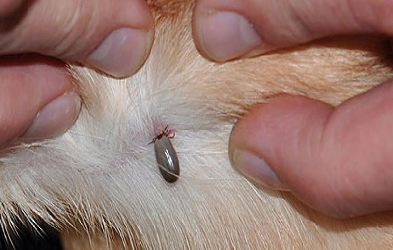انگل های خارجی در سگ