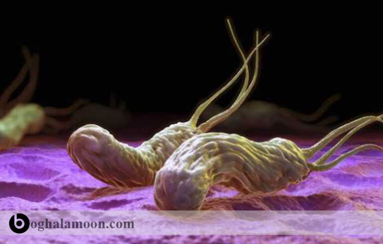 بیماری های باکتریایی قابل انتقال از حیوان به انسان:باکتری هليکوباکتر