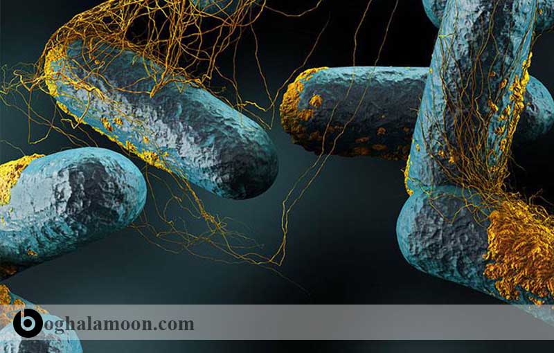 بیماری های باکتریایی قابل انتقال از حیوان به انسان:باکتری کلستریدیوم پرفرينجنس