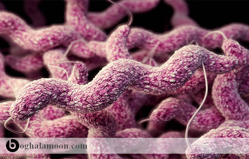 بیماری های باکتریایی قابل انتقال از حیوان به انسان:باکتری کمپیلوباکتر(عامل اسهال)