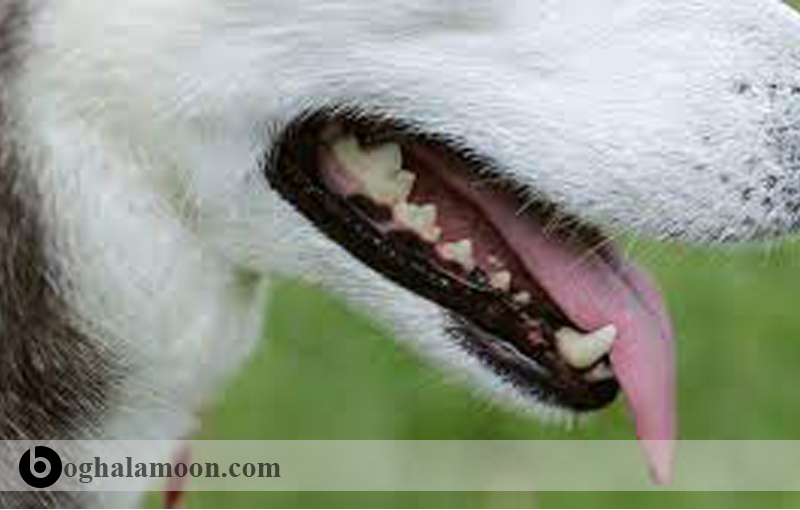 بیماری های زبان سگ