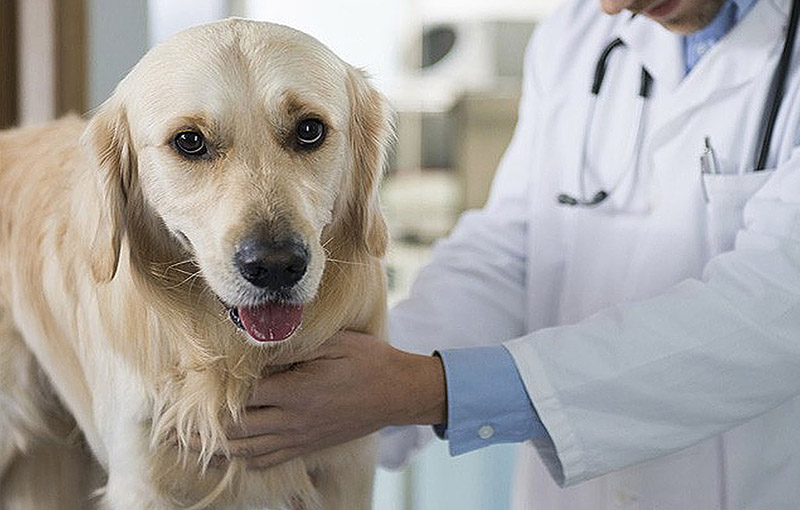 بیماری های غدد در سگ ها