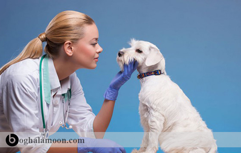 بیماری کیست هیداتیک در سگها