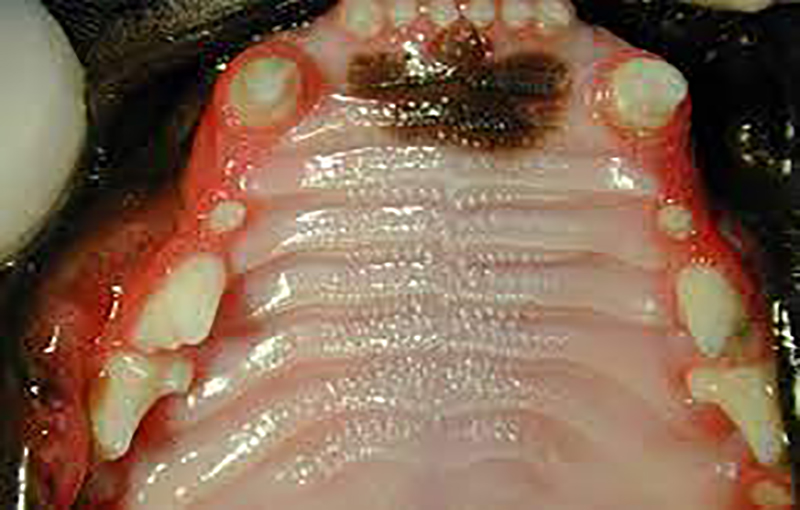 بیماری­های محوطه دهانی سگ