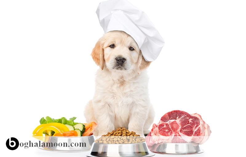 تغذیه توله سگ های 6 ماه تا ۱ سال