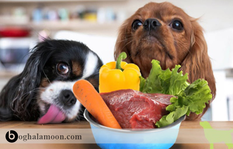 راهنمای تغذیه توله سگ های ۲ تا 6 ماه