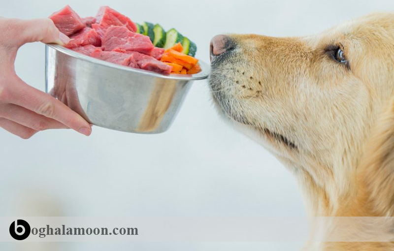 تغذیه سگ های بالغ