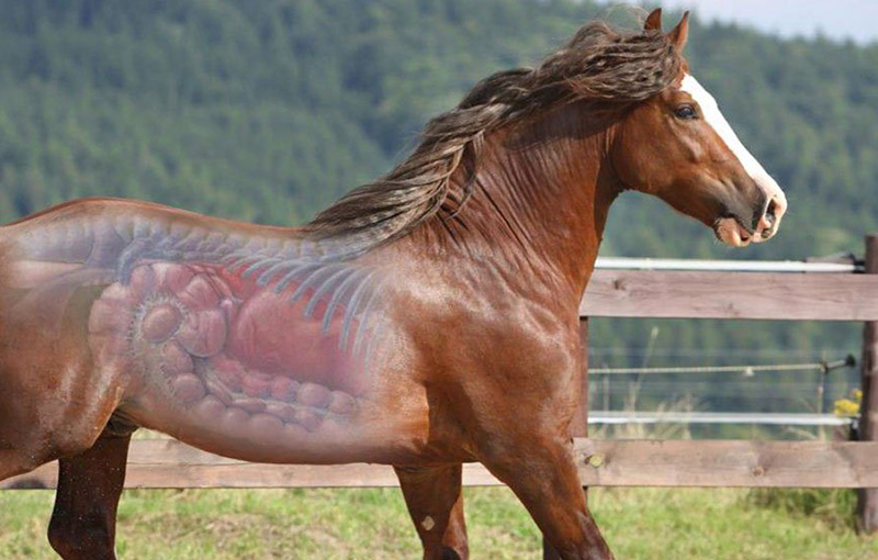 سل در اسب عامل بیماری سل