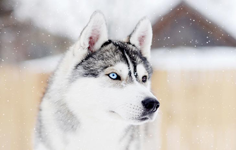 سگ نژاد مالاموت آلاسکایی