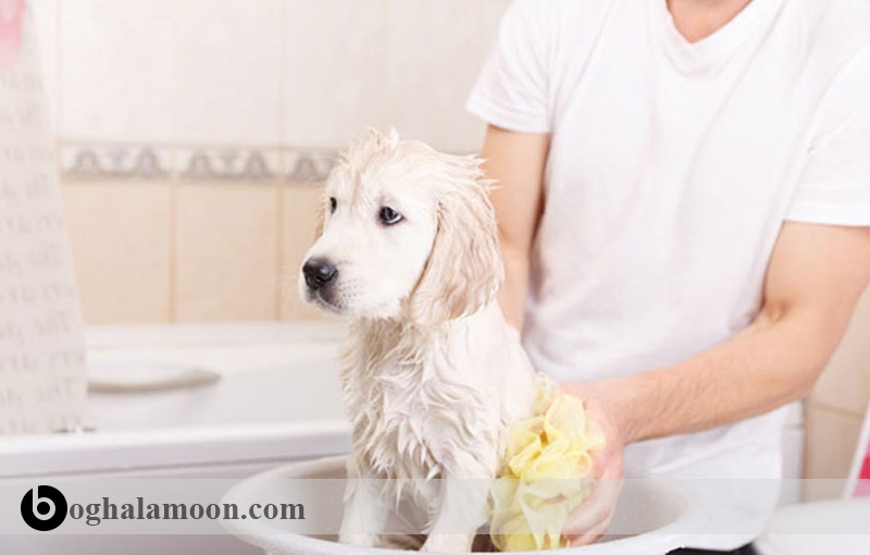 راهنمای کامل شستن سگ و شستن توله سگ(حمام دادن سگ)