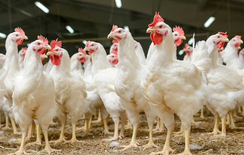 مدت روشنایی در پرورش مرغ گوشتی