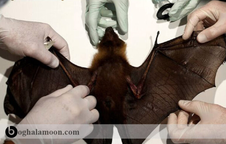 بیماری های ویروسی قابل انتقال از حیوان به انسان:ليسا ويروس خفاش های اروپایی