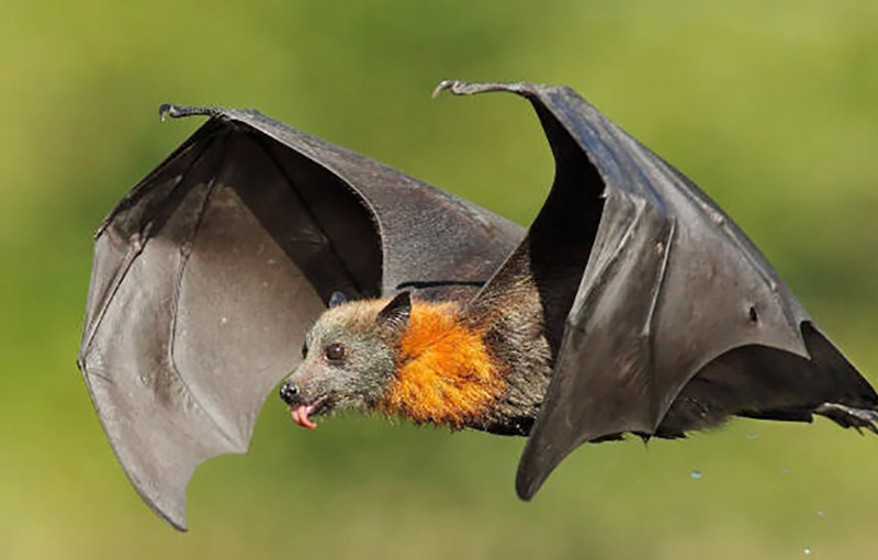 ليسا ويروس خفاش های اروپایی