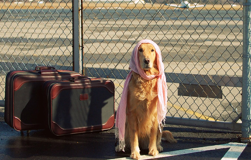 مسافرت سگ