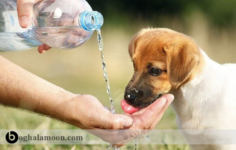مصرف آب در سگ
