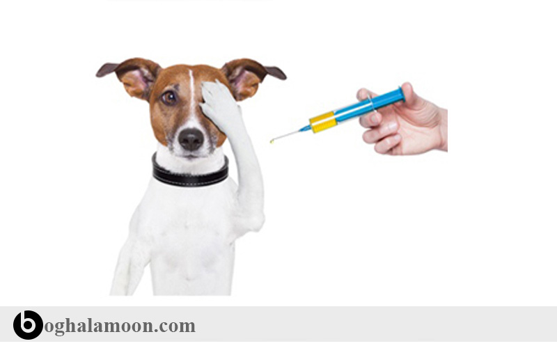 راهنمای مصرف دارو ها در سگ:نحوه مصرف آمپول­
