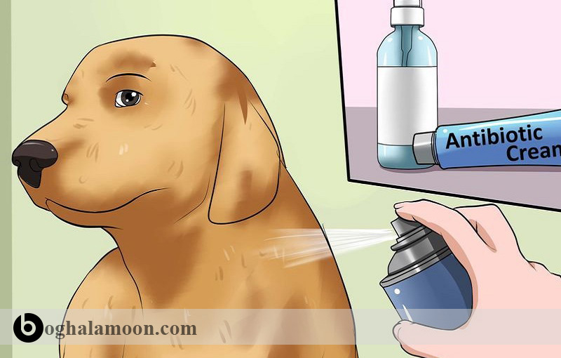 راهنمای مصرف دارو ها در سگ:نحوه مصرف پمادها