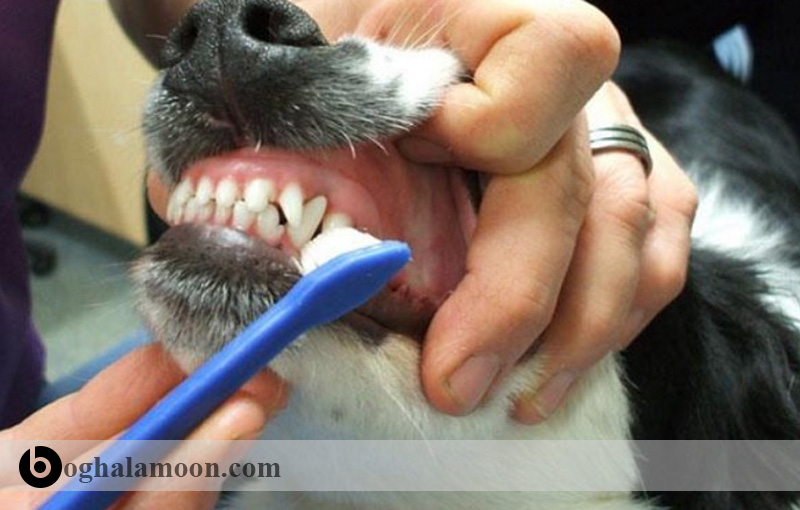 راهنمای کامل نظافت دهان و دندان سگها
