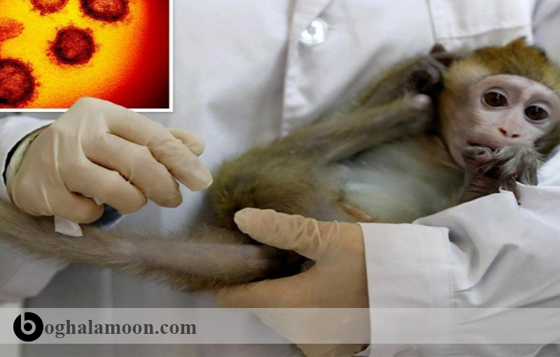 بیماری های ویروسی قابل انتقال از حیوان به انسان:ويروس آبله میمونی
