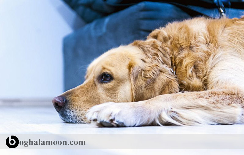 معرفی بیماری های معده در سگ:التهاب معده و چرخش معده