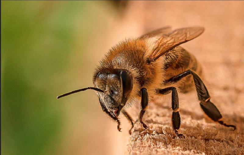 زهر زنبور عسل و آشنایی با خواص درمانی آن